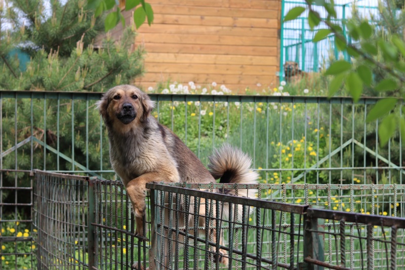 Как хабаровское движение «Милосердие» спасает бездомных собак